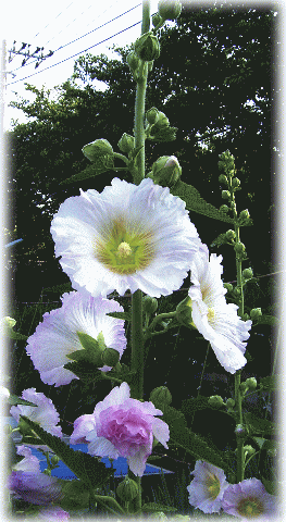 タチアオイ（立葵　たちあおい）　ピンクと白のまじりの花
